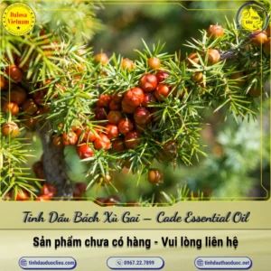 Tinh Dầu Bách Xù Gai – Cade Essential Oil