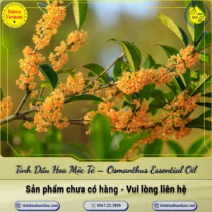 Tinh Dầu Hoa Mộc Tê – Osmanthus Essential Oil