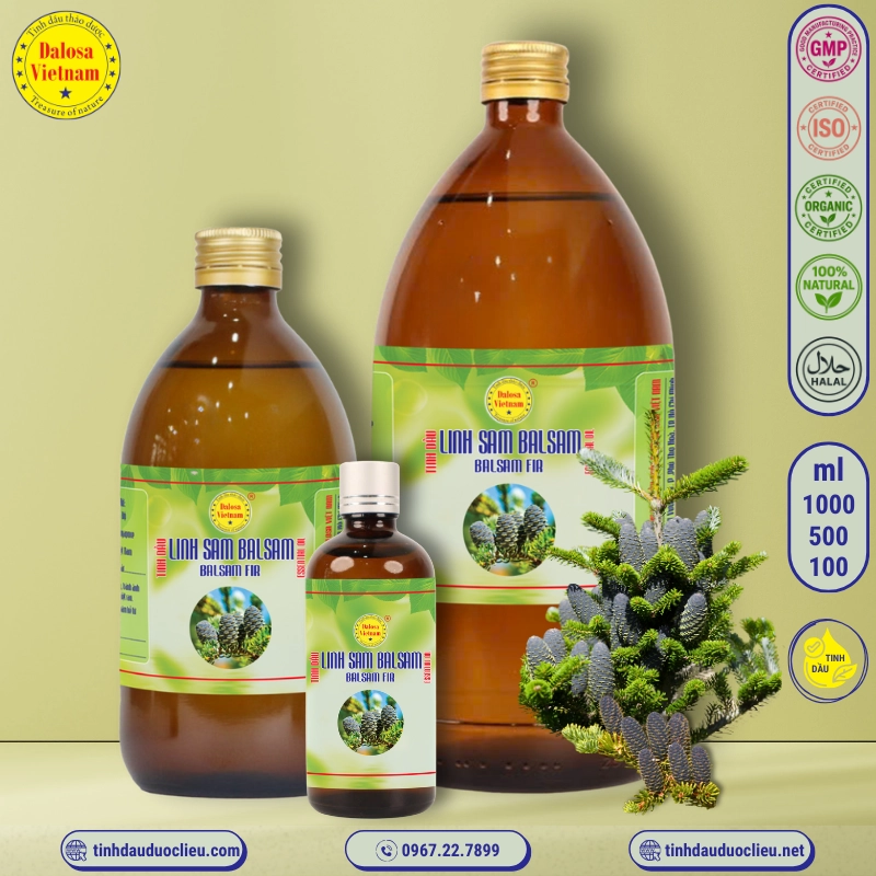 Tinh Dầu Nhựa Thơm Lãnh Sam - Fir Balsam Essential Oil 1 tinh dau linh sam balsam nhua thom lanh sam nhua thom linh sam balsam fir balsam balsam fir abies balsamea essential oil