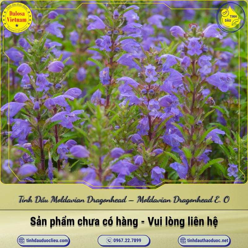 Tinh Dầu Moldavian Dragonhead - Moldavian Dragonhead Essential Oil 1 Tinh Dầu Moldavian Dragonhead – Moldavian Dragonhead Essential Oil