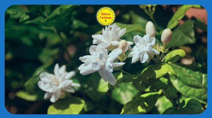 Tổng hợp 10 tên gọi khác của Tinh dầu Hoa lài – Jasmine Essential Oil