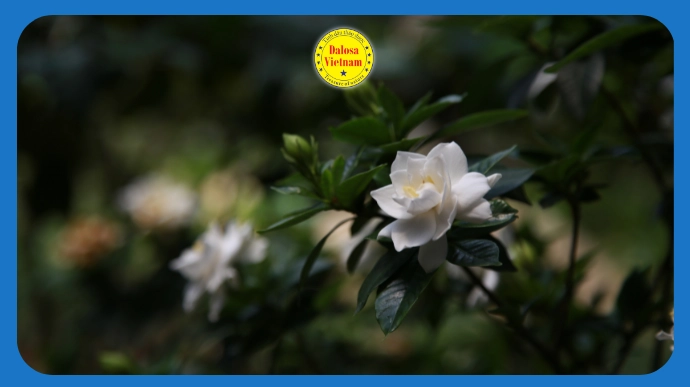 Hoa nhài tây dành dành (Gardenia jasminoides) trắng nở trên cành lá, hình đại diện bài viết tổng hợp 12 tên gọi khác của tinh dầu hoa nhài tây.