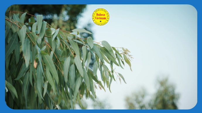 Cành lá khuynh diệp bạch đàn (Eucalyptus globulus) ngoài tự nhiên, hình đại diện bài viết về 12 tên gọi khác của tinh dầu khuynh diệp.