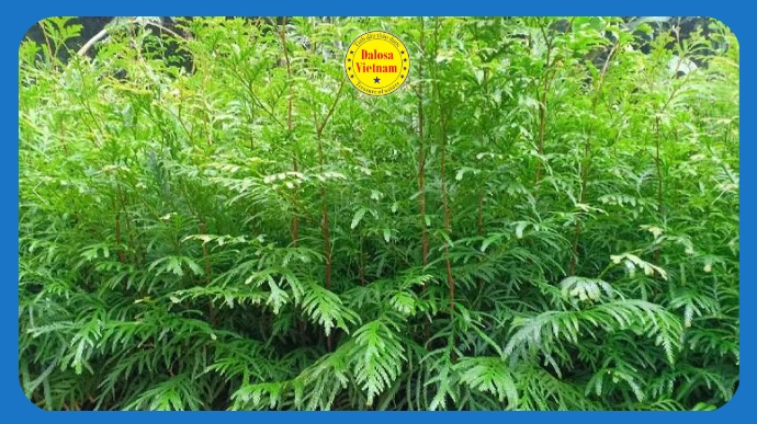 Cành lá cây Pơ Mu (Fokienia hodginsii) xanh tươi ngoài tự nhiên, hình đại diện bài viết tìm hiểu 2 hoạt chất chính trong tinh dầu Pơ Mu.