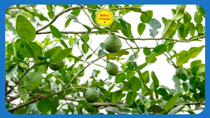 Quả chanh sần (Citrus hystrix) trên cây, hình đại diện bài viết tổng hợp 12 tên gọi khác của tinh dầu chanh sần.